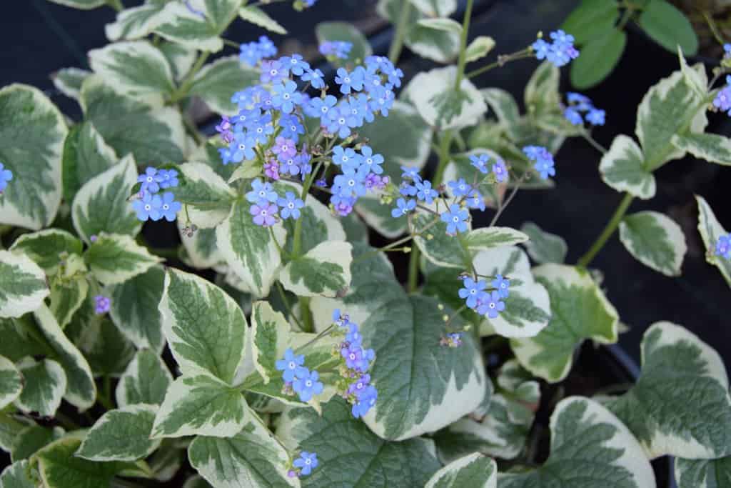 Brunnera macrophylla 'Hadspen Cream' ---